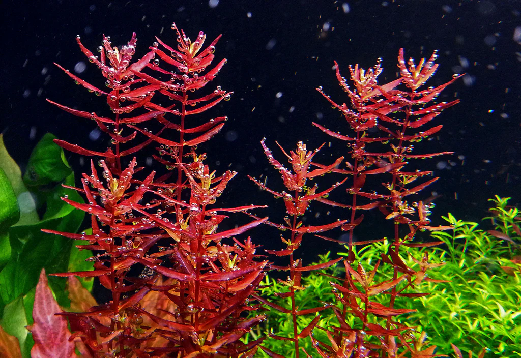 Mengenal Tanaman Aquascape Rotala, Sicantik Penuh Warna