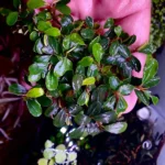 Bucephalandra, Tanaman Endemik Kalimantan jadi Favorit Para Aquascapers