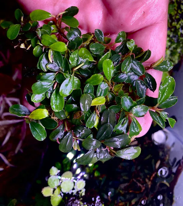 Bucephalandra, Tanaman Endemik Kalimantan jadi Favorit Para Aquascapers